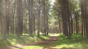 Tentsmuir_Forest